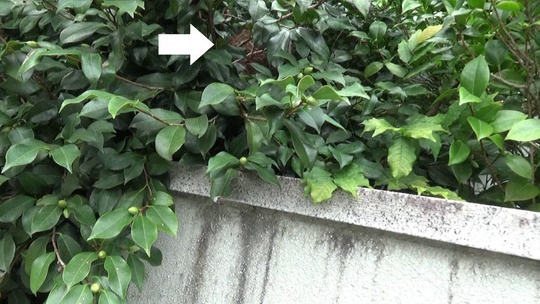 庭木に作ったスズメバチの巣駆除の現場