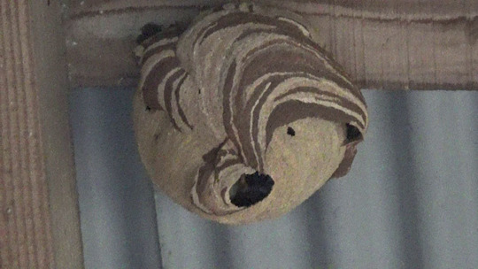 桑折町でスズメバチ駆除