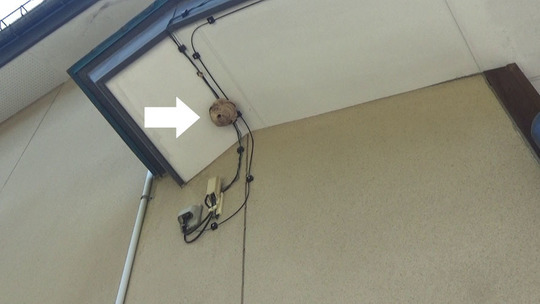 会津若松市で軒下のコガタスズメバチ駆除の現場