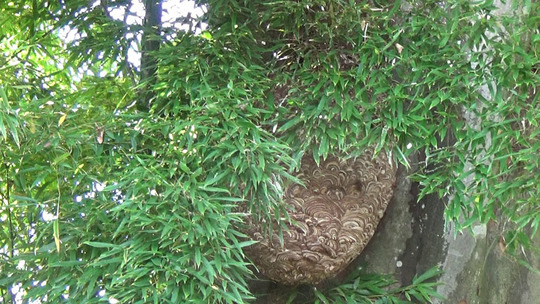 軒下のキイロスズメバチの巣
