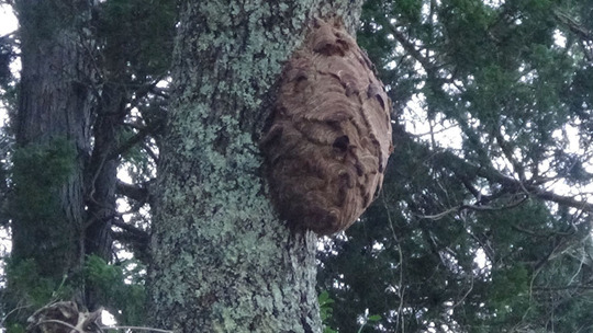 福島県平田村で樹木に作ったスズメバチの巣