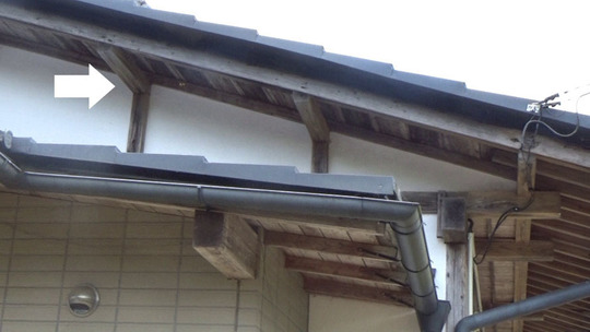 垂木が貫通する壁の隙間から出入りするスズメバチ