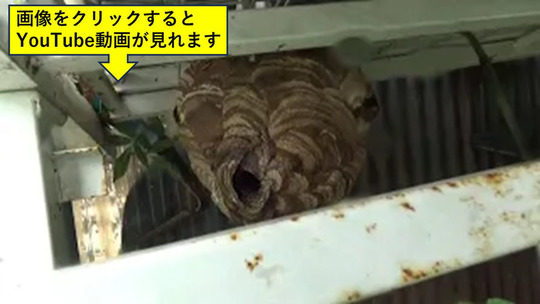 浅川町で物置の棚の下のスズメバチの巣駆除