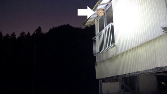 空き家の軒下のスズメバチの巣駆除の現場