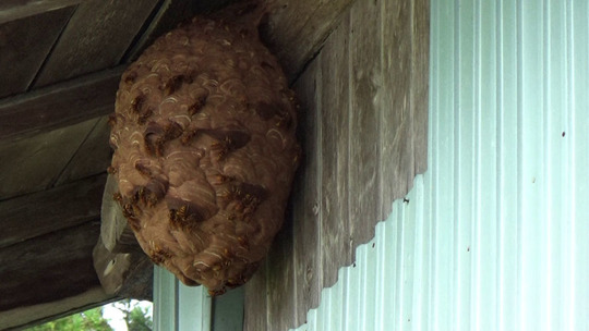 田村市でスズメバチ駆除