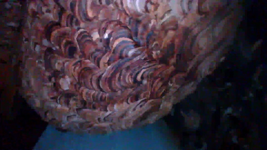 床下のキイロスズメバチの巣