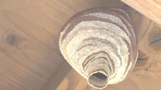 軒下に作ったコガタスズメバチの巣初期