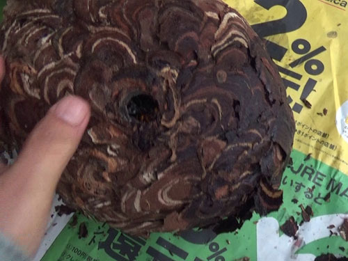 撤去したコガタスズメバチの巣（郡山市）