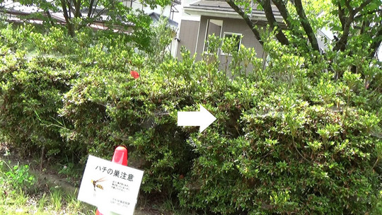 生垣に作ったスズメバチの巣駆除の現場