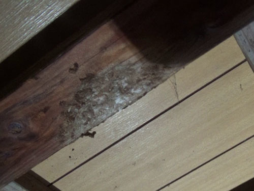 キイロスズメバチの巣の撤去跡（大玉村）