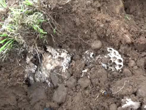 スズメバチの巣をやっと発見（天栄村）