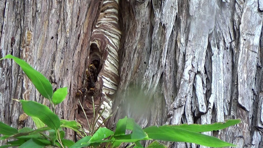 三春町で樹洞のスズメバチの巣