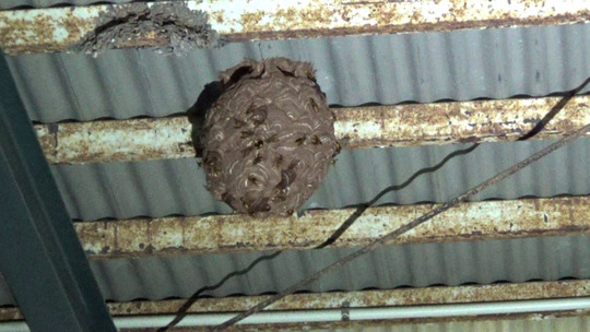 軒下のスズメバチの巣駆除の現場