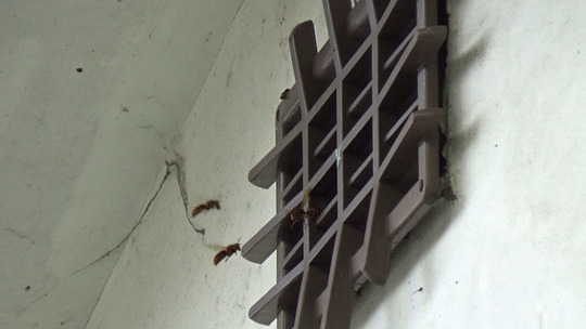 矢吹町でスズメバチ駆除