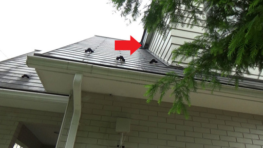 軒下に作ったキアシナガバチの巣駆除の現場