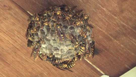 軒下のキアシナガバチの巣