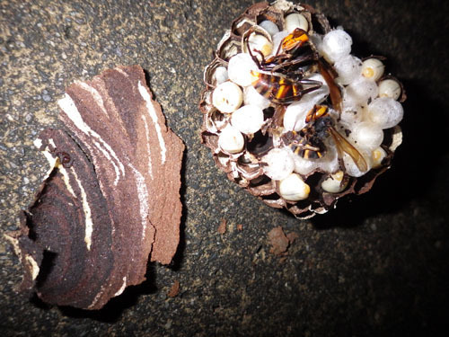 コガタスズメバチが徳利型から返信した巣