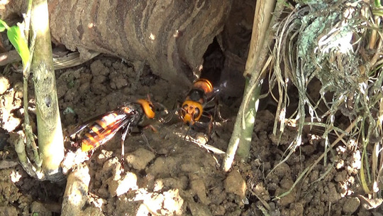 土手のオオスズメバチの巣の巣門
