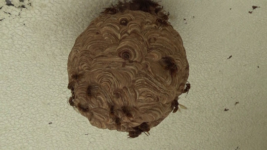 ベランダのキイロスズメバチの引っ越し巣（郡山市）