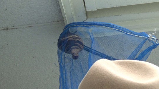 コガタスズメバチの初期巣をネットで撤去中（白河市）