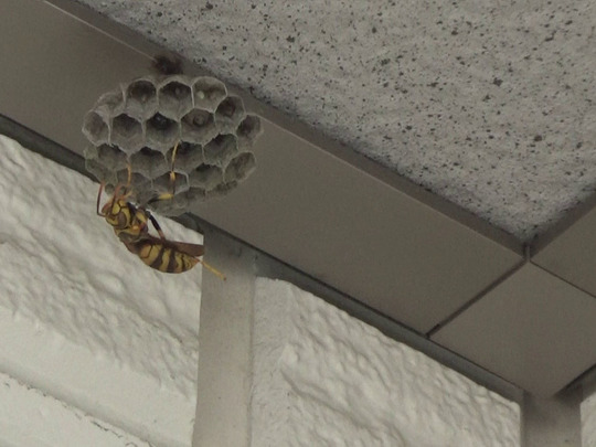 キアシナガバチの初期巣（郡山市）