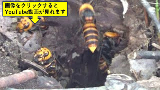 土中の巣から出入りするオオスズメバチたち