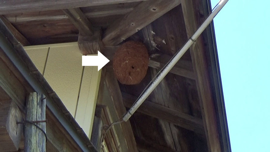 猪苗代町でスズメバチ駆除の現場