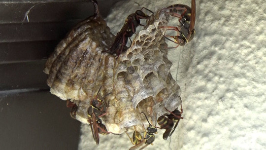 ハチ駆除-白河市でアシナガバチ駆除-蜂の巣