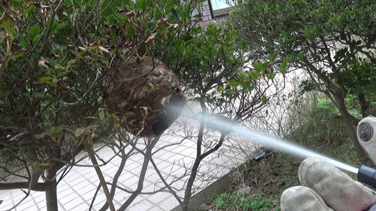 スズメバチの巣の中に殺虫剤を噴射（郡山市）