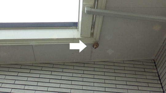 スズメバチ駆除の現場（白河市）