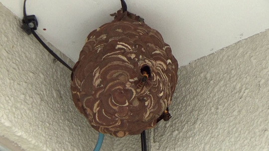 軒下に作ったコガタスズメバチの巣