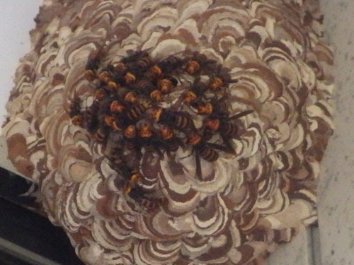 伊達市でスズメバチに玄関で刺された！