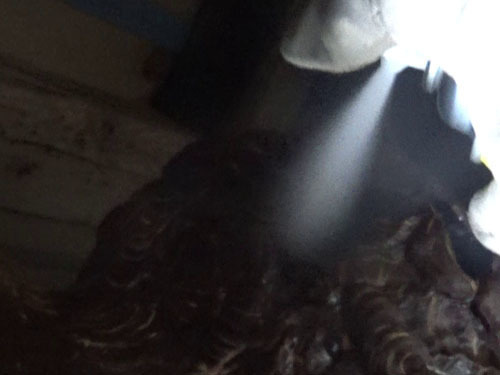 ボイラー室内のスズメバチの巣に殺虫剤を注入(白河市)