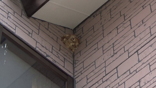 福島市でスズメバチ駆除の現場