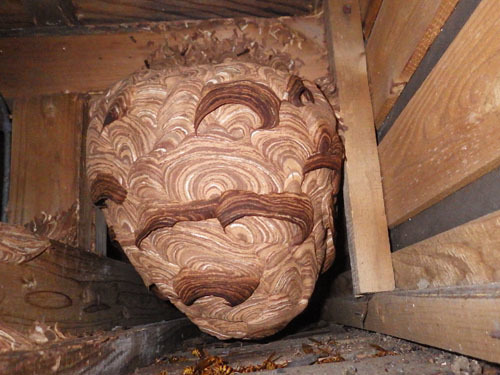 軒裏天井にあったスズメバチの巣（郡山市）