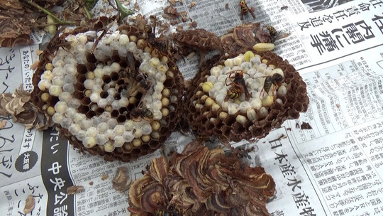 白河市でスズメバチ駆除-撤去した蜂の巣