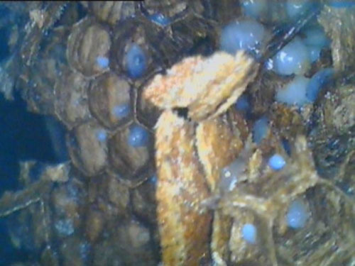 ファイバースコープで殺虫剤処理の状況を観察（猪苗代町）