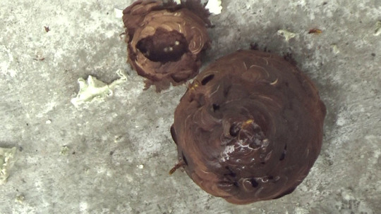 殺虫剤がt注入されたキイロスズメバチの巣