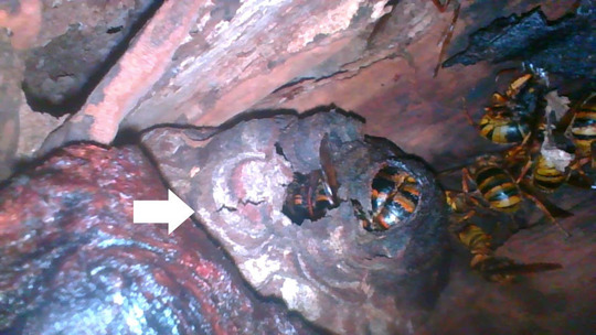 樹洞の中のキイロスズメバチの巣