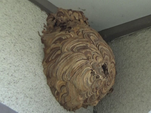 コガタスズメバチの巣の撤去作業（郡山市）