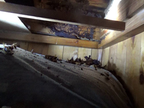 駆除した屋根裏のスズメバチの巣跡（古殿町）