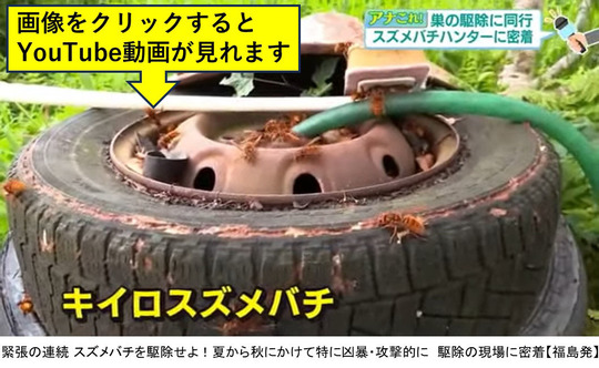 福テレNEWSでスズメバチ駆除を現場体験取材