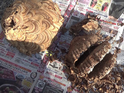 撤去したコガタスズメバチの巣（郡山市）