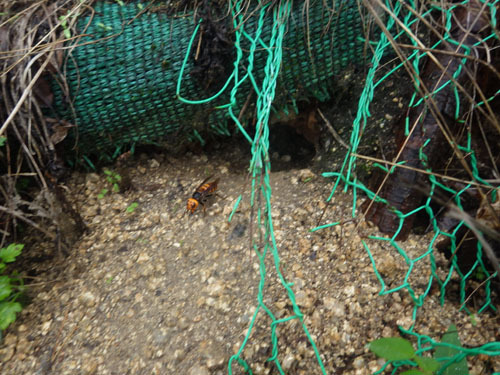 オオスズメバチの巣への出入口①