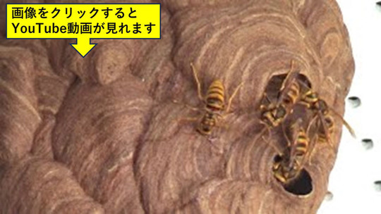 軒下に作ったスズメバチの引っ越し巣
