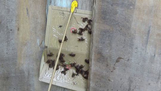 巣跡に戻るスズメバチ対策で粘着板を設置（郡山市）