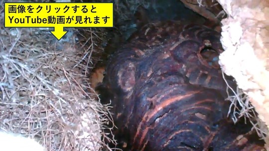 切り株の中に作ったキイロスズメバチの巣（郡山市）