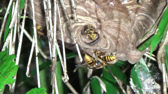 しの竹に作っていたキイロスズメバチの巣