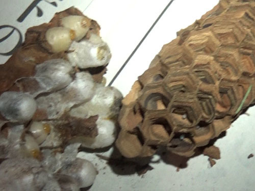 駆除したヒメスズメバチの巣（白河市）