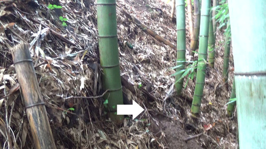 土手の竹林でオオスズメバチが飛び回る現場